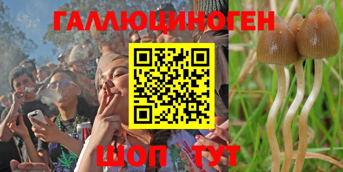 Псилоцибиновые грибы GOLDEN TEACHER  Вход с VPN  Ярославль  Галлюциногенные грибы мухоморы 